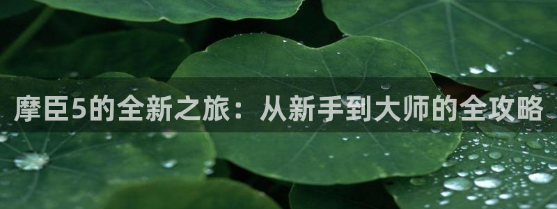 壹号下载官网入口：摩臣5的全新之旅：从新手到大师的全攻略