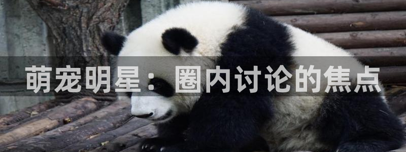 壹号电子娱乐app下载最新版本：萌宠明星：圈内讨论的焦点